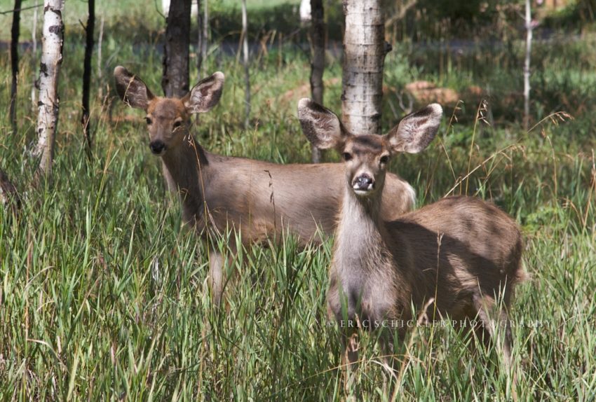 My Deer Friends - Adventure Photographer Eric R. Schickler